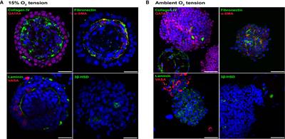 Organotypic Rat Testicular Organoids for the Study of Testicular Maturation and Toxicology